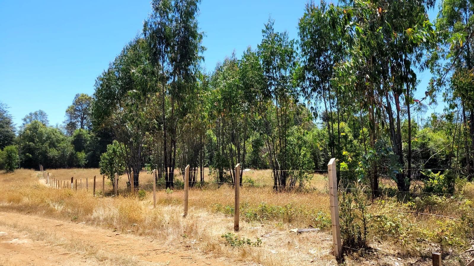 EN VENTA TERRENO DE 10000 M2 EN  LA COMUNA DE MAFILValdivia